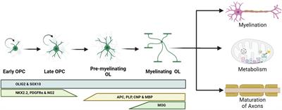 Utilizing hiPSC-derived oligodendrocytes to study myelin pathophysiology in neuropsychiatric and neurodegenerative disorders.